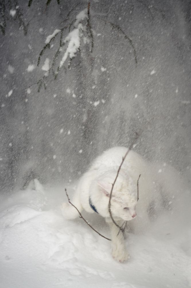 Photograph by Svetlana