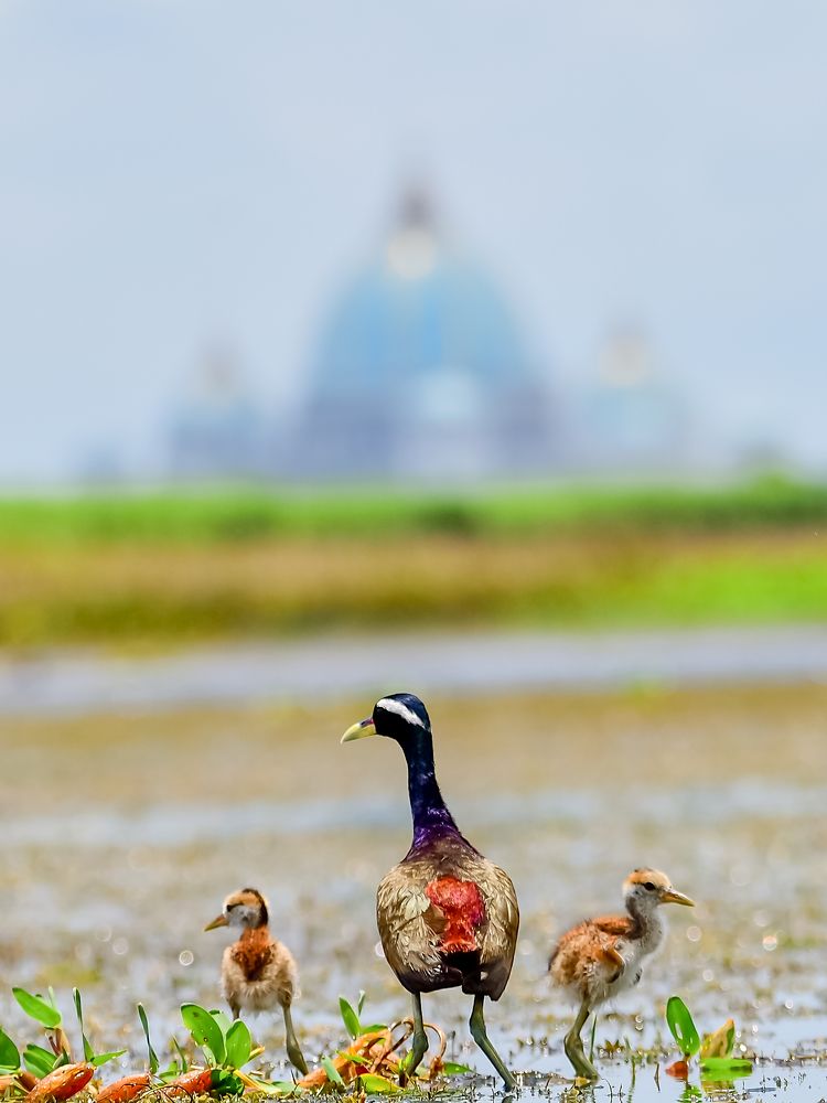 Photograph by Irene Chattopadhyay