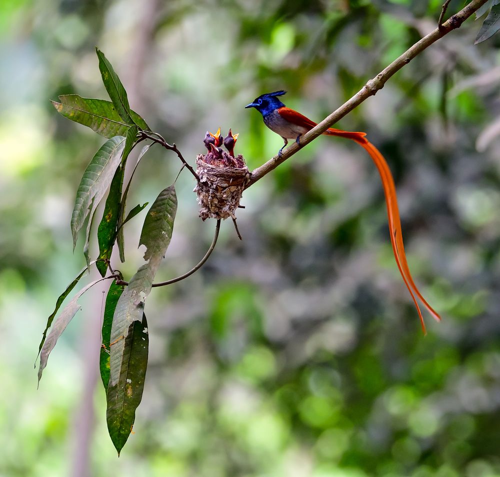 Photograph by Irene Chattopadhyay