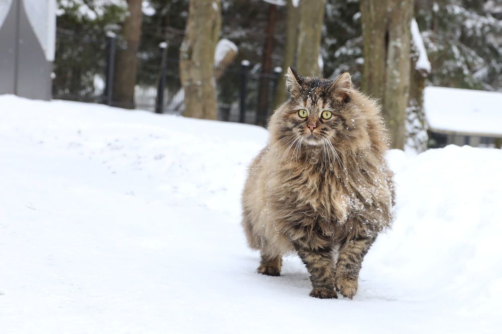 Фотография автора Колосова Елена