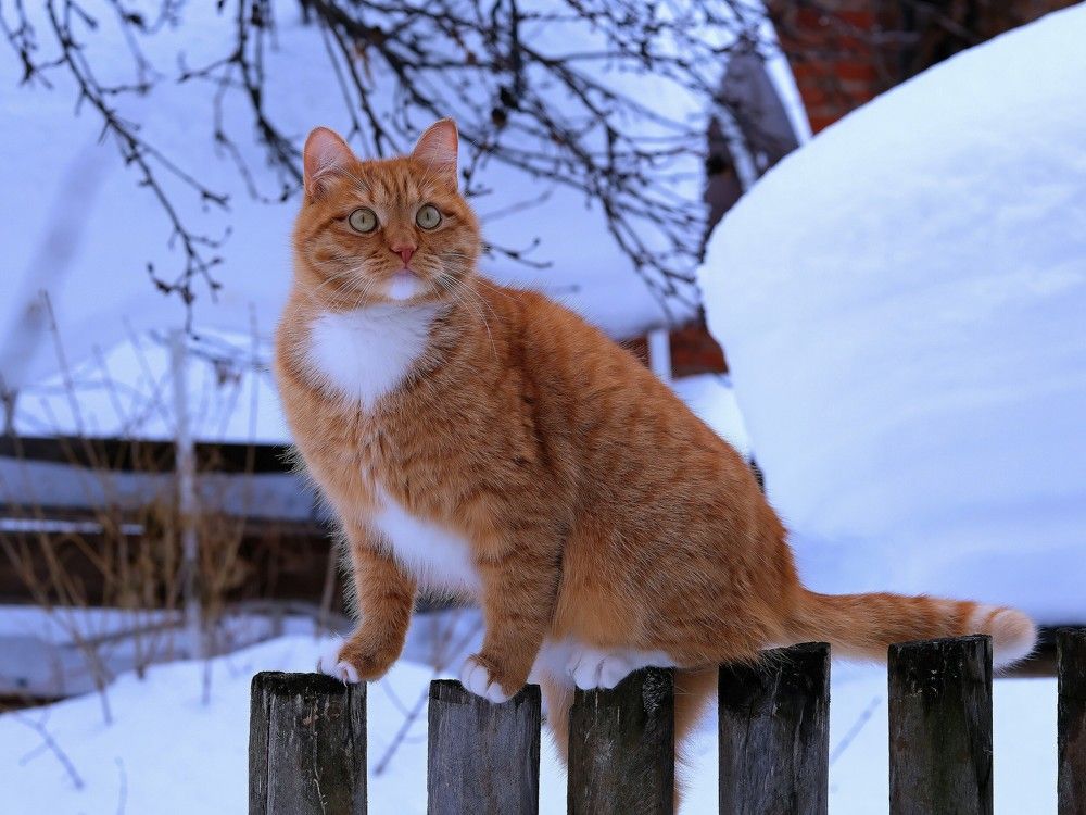 Photograph by Светлана Юрьевна Елагина