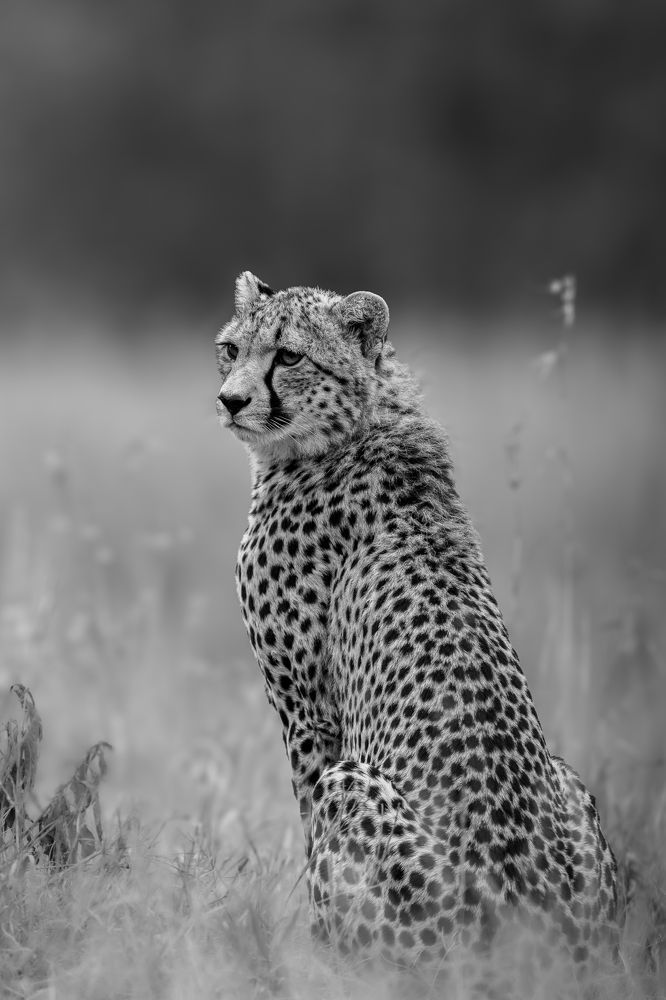 Photograph by Ricardo Ferreira