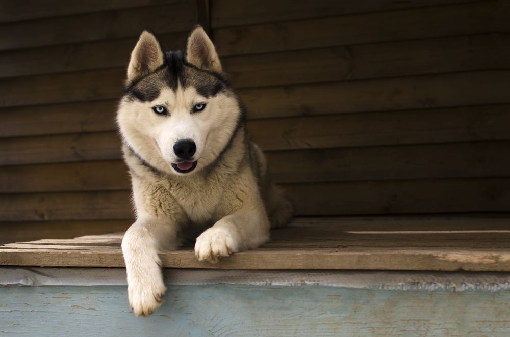 Photograph by Natali Stroganova