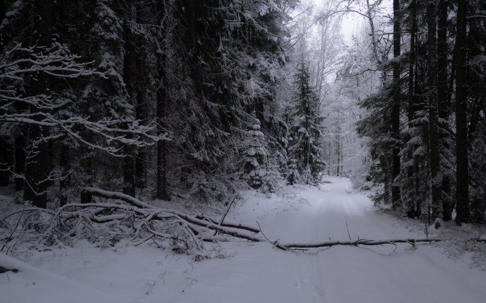 Фотография автора Андрей Врубель