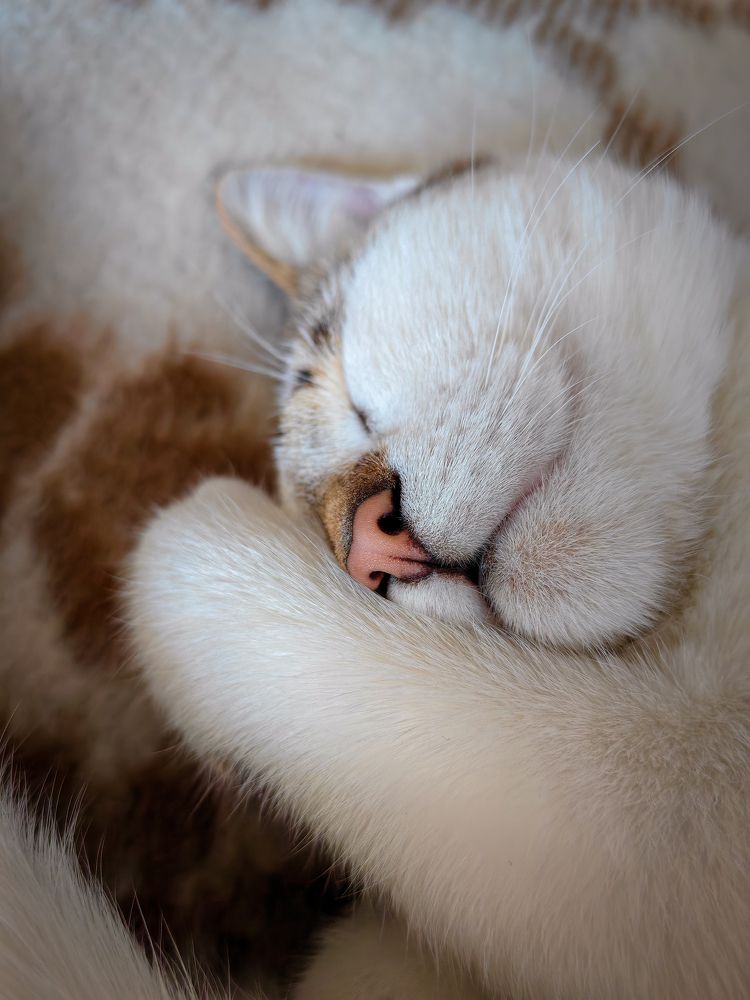 Photograph by Роман Алябьев