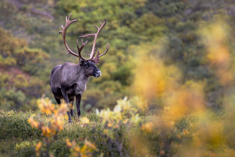 Caribou in the magic autumn colors of the tundra