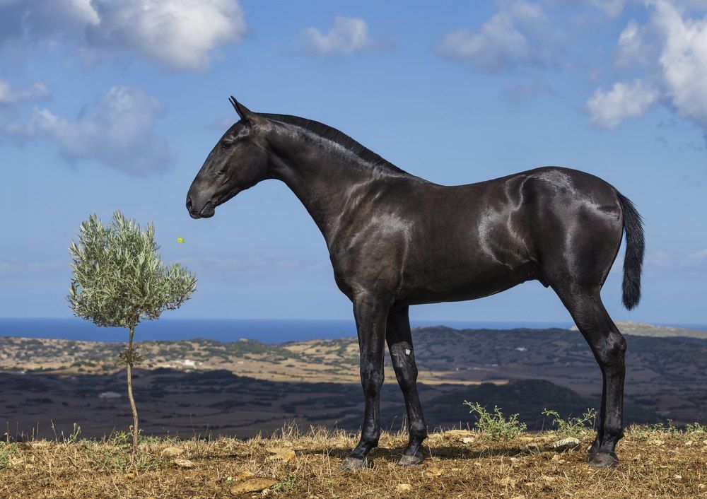 Black pearls of Baleares