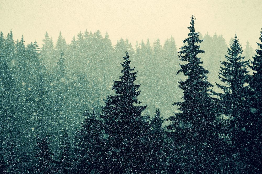 Photograph by Stoyan Baev