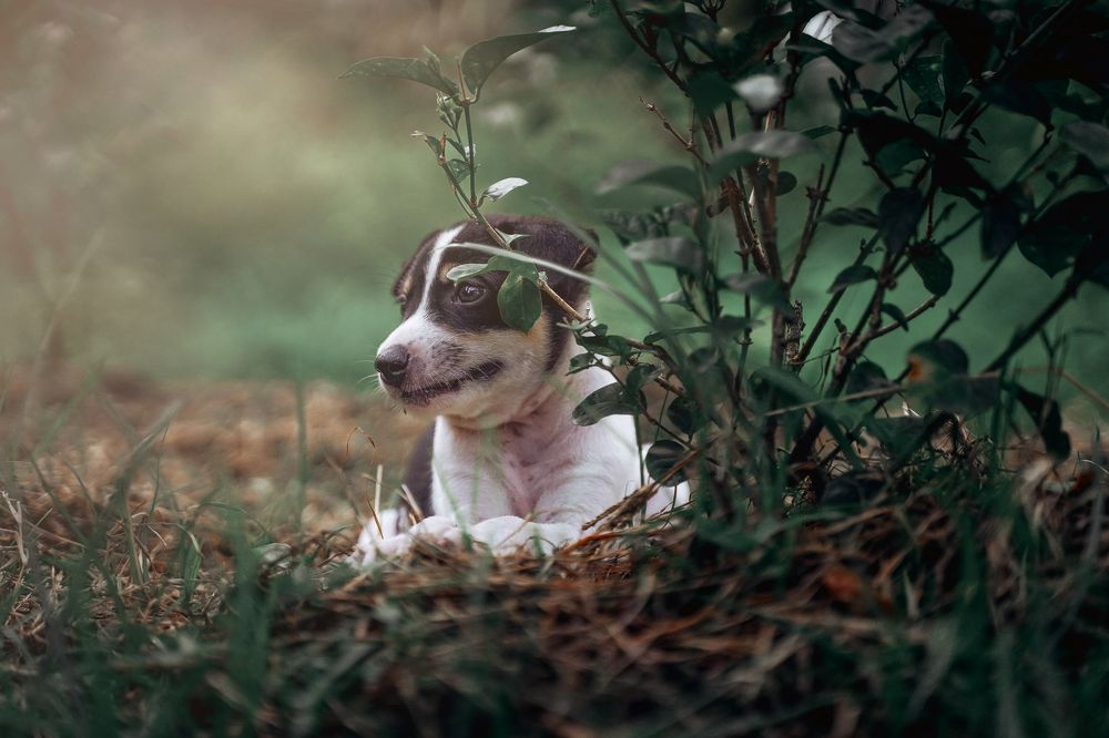 Photograph by Viinod Prakash Anand