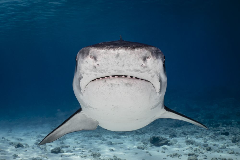 Фотография автора Fabi Fregonesi