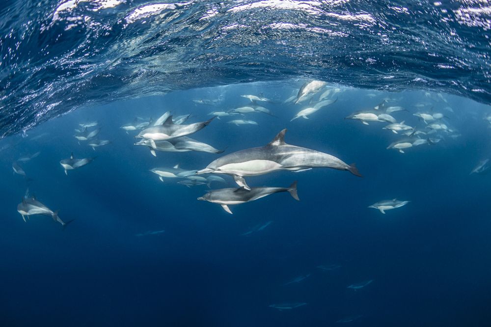 Фотография автора Fabi Fregonesi