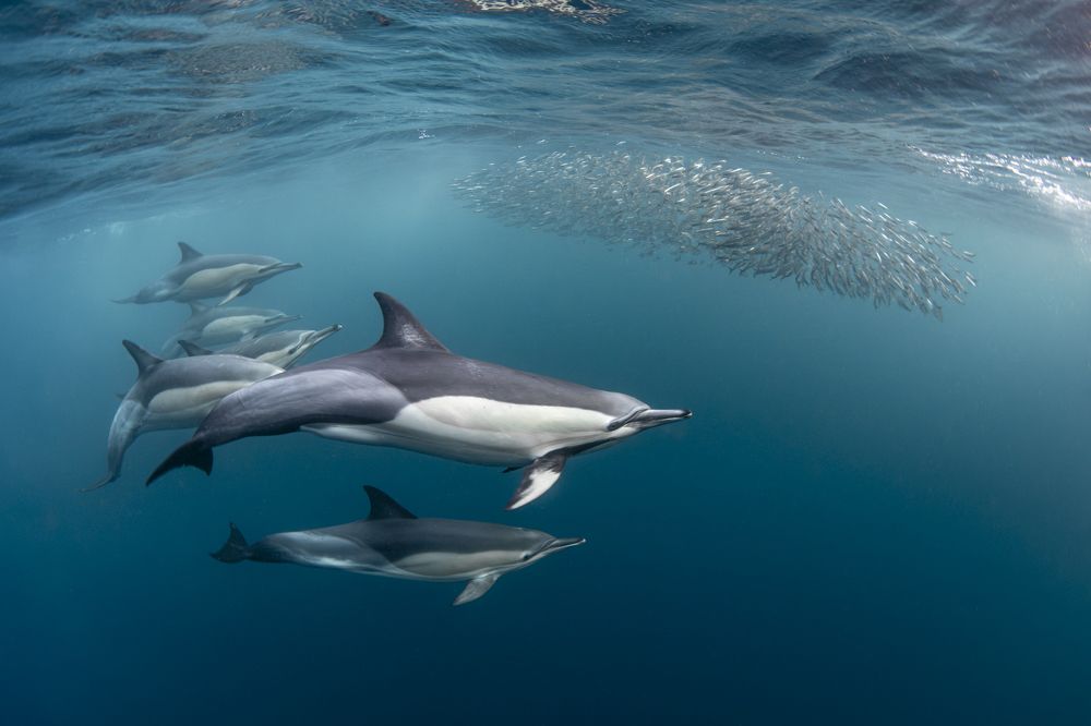 Seconds before lunch