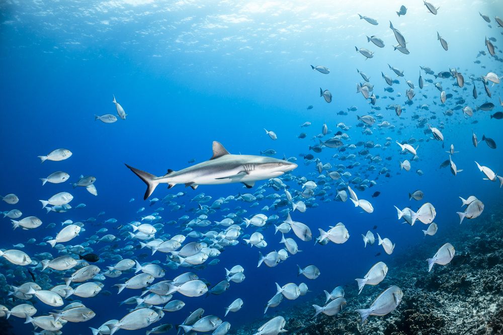 Фотография автора Fabi Fregonesi