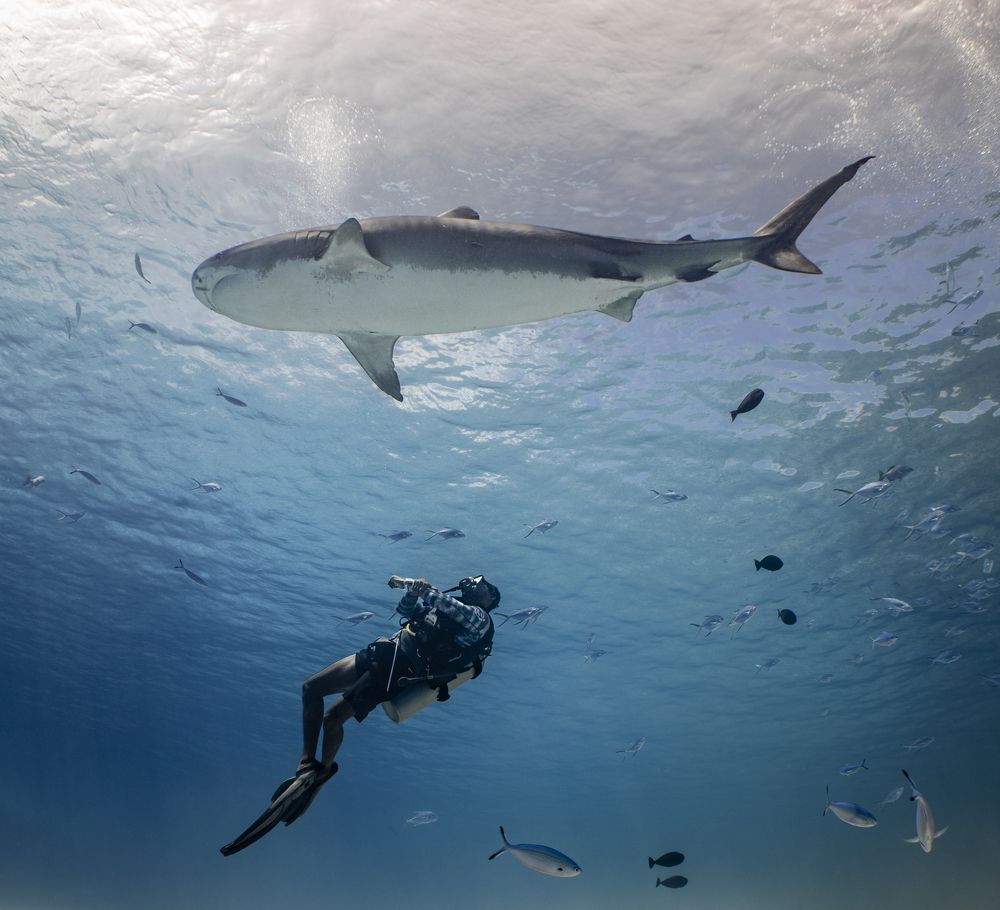 Фотография автора Fabi Fregonesi