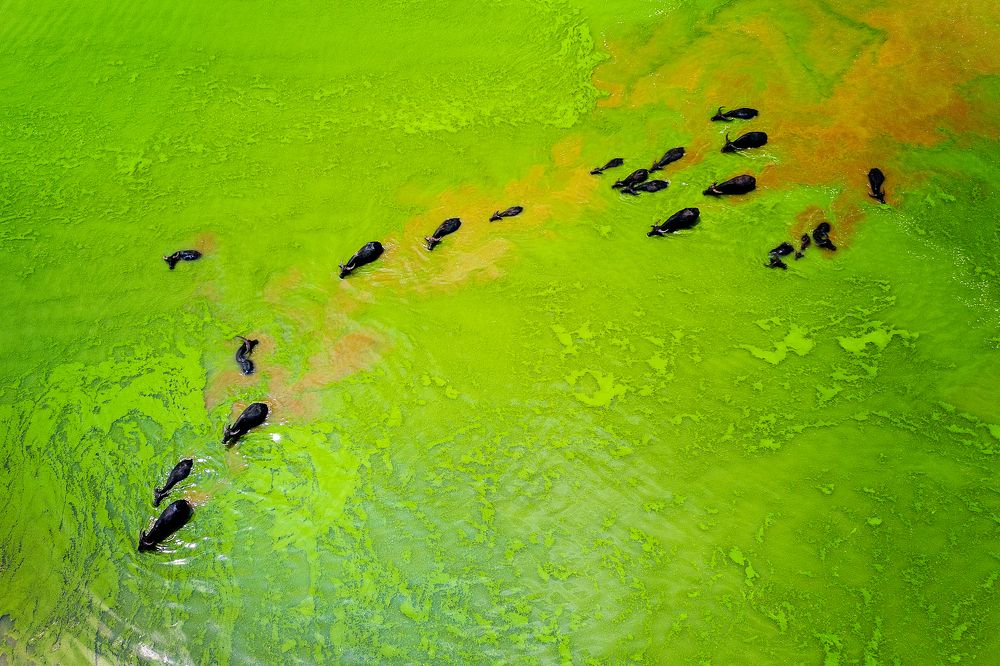 The green lake, VietNam
