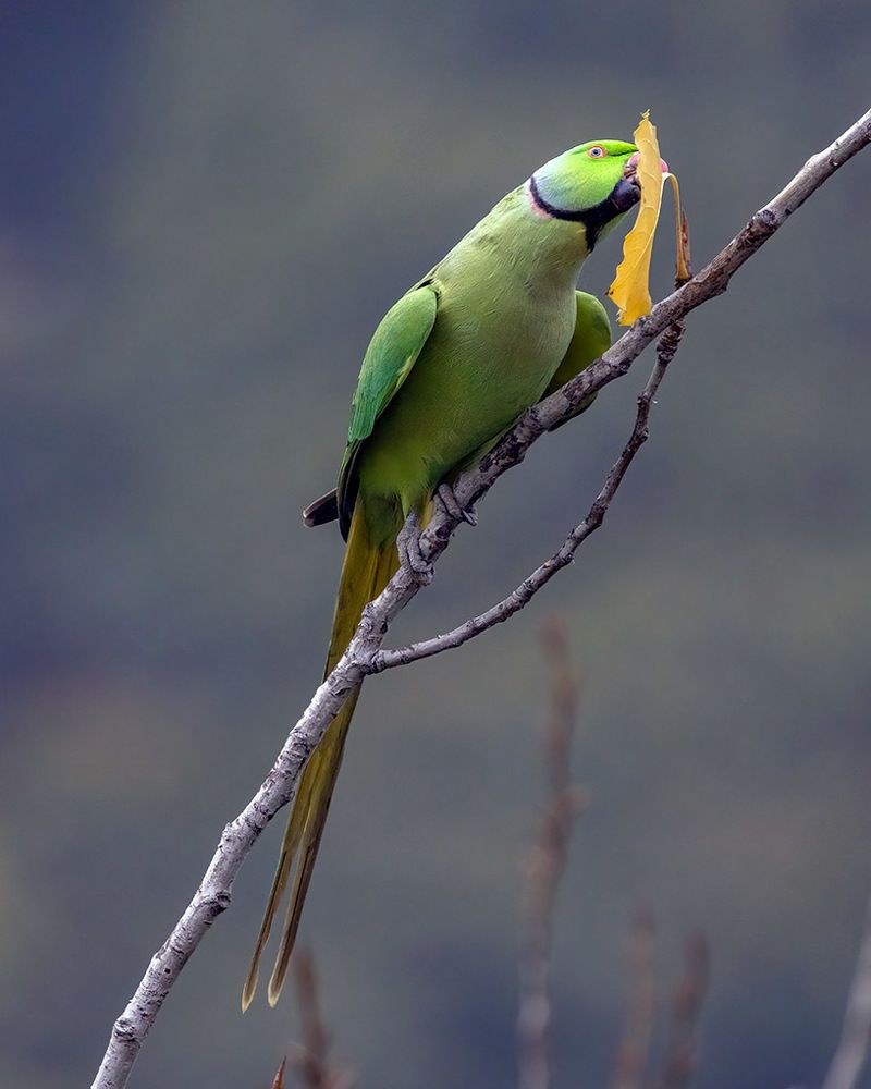 Photograph by Navjot Singh