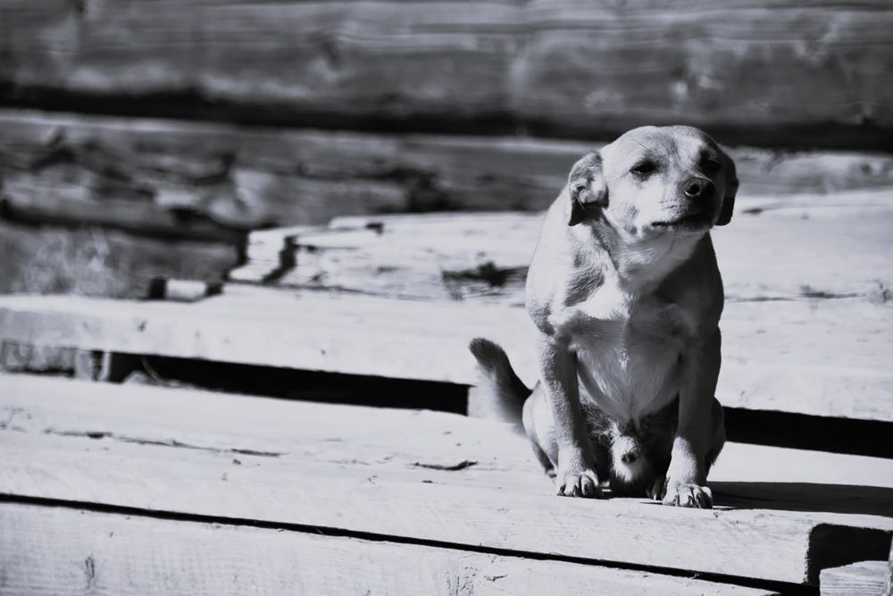 Photograph by Сухинина Ирина
