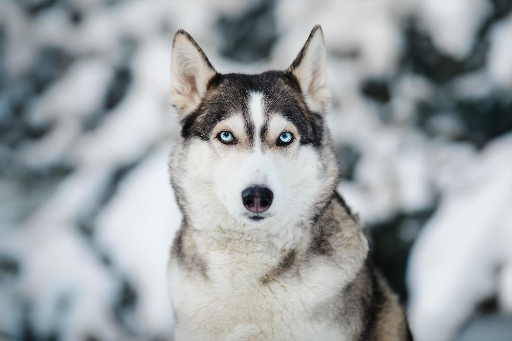 Photograph by Светлана Гущина