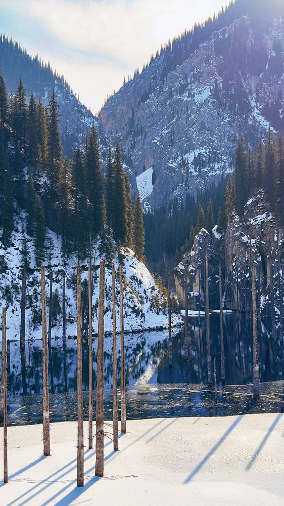 Застывшие во времени и во льду сосны