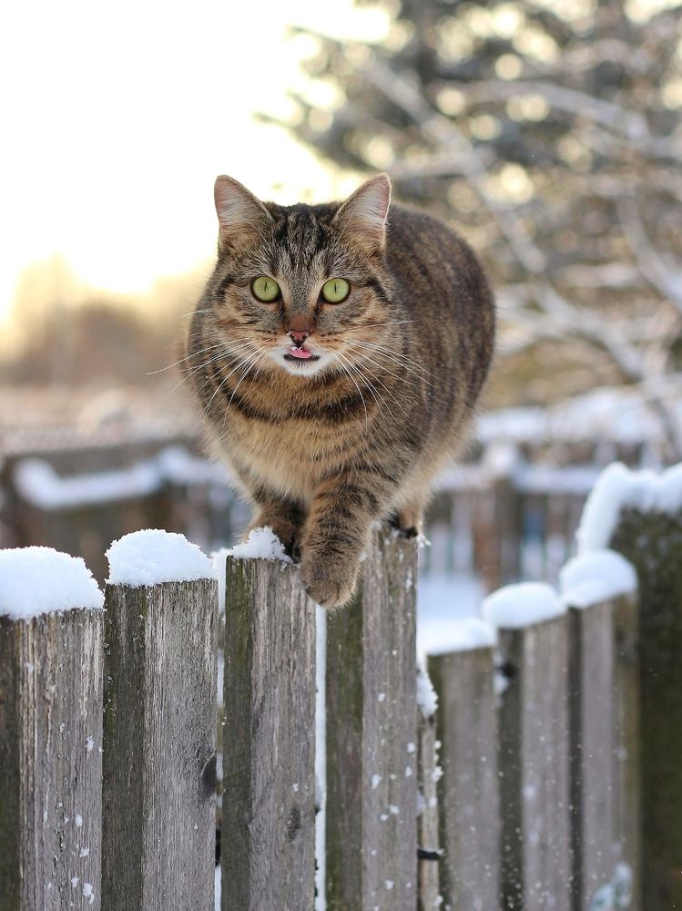 Фотография автора Андрей Шестаков