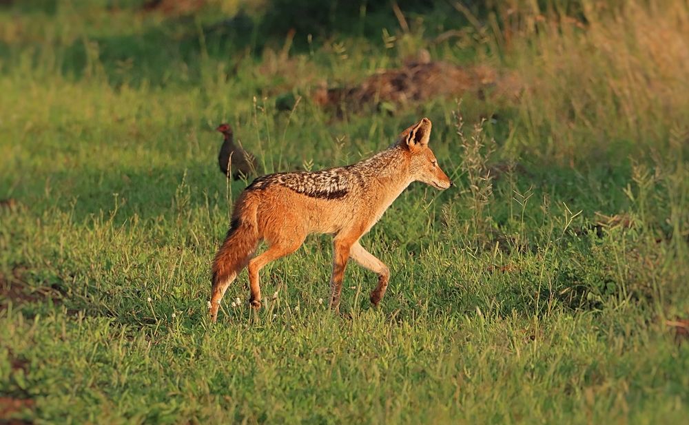 Photograph by Jacques Nel