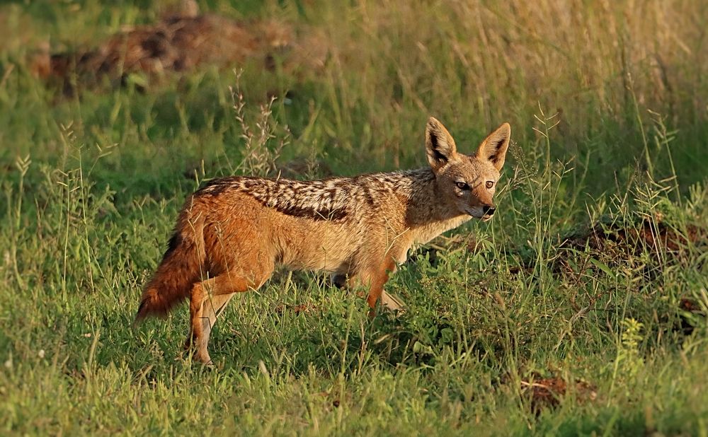 Photograph by Jacques Nel