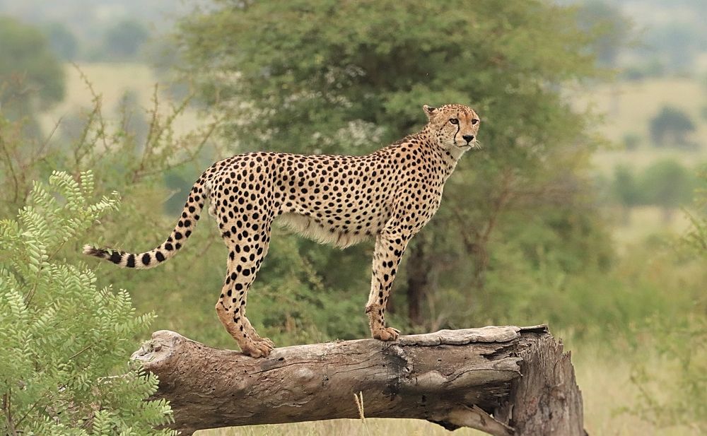 Photograph by Jacques Nel