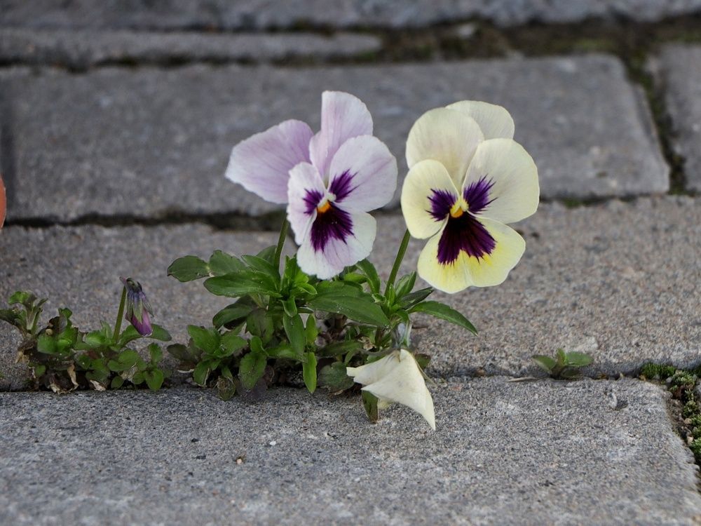 В хрупкости момента сила жизни