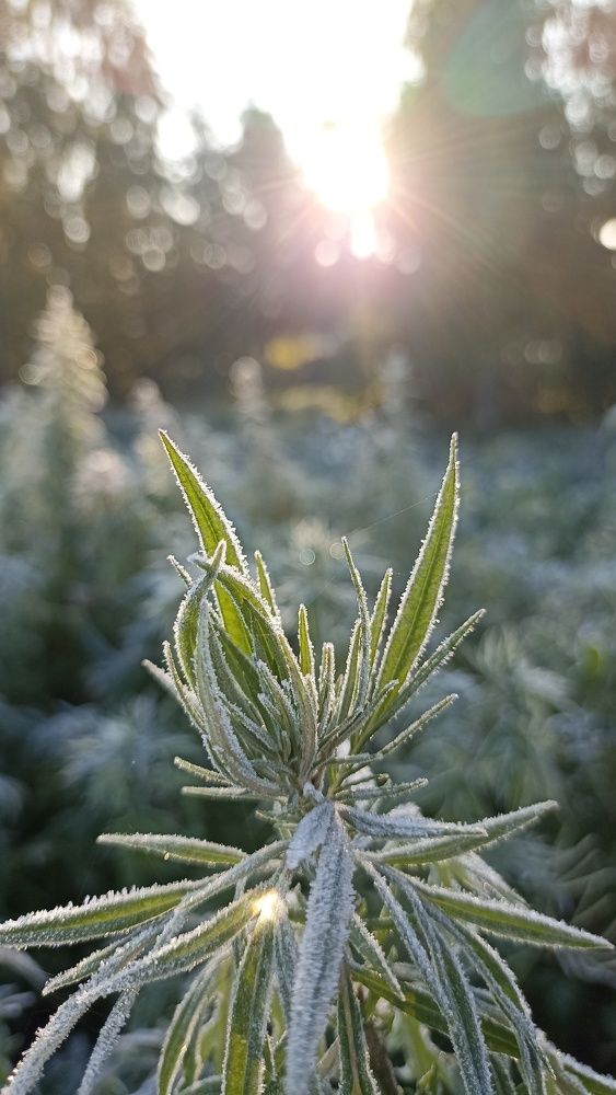 Photo #10097642