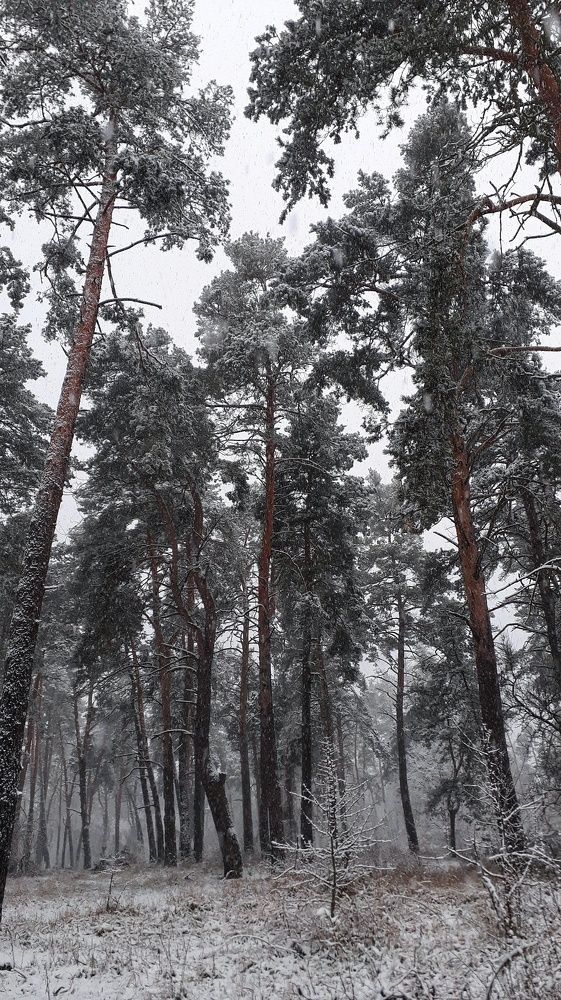 Photograph by Кристина Шляхова