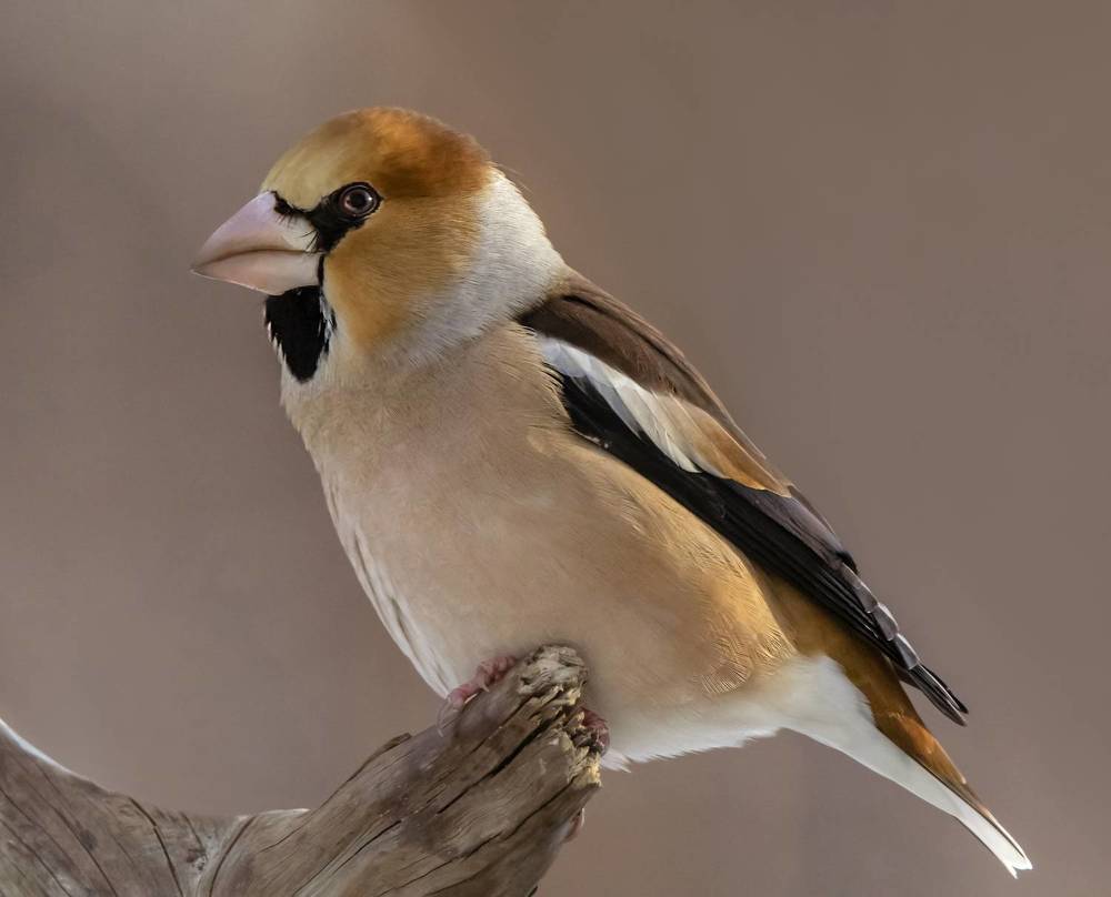 Портреты зимующих птиц Восточной Сибири