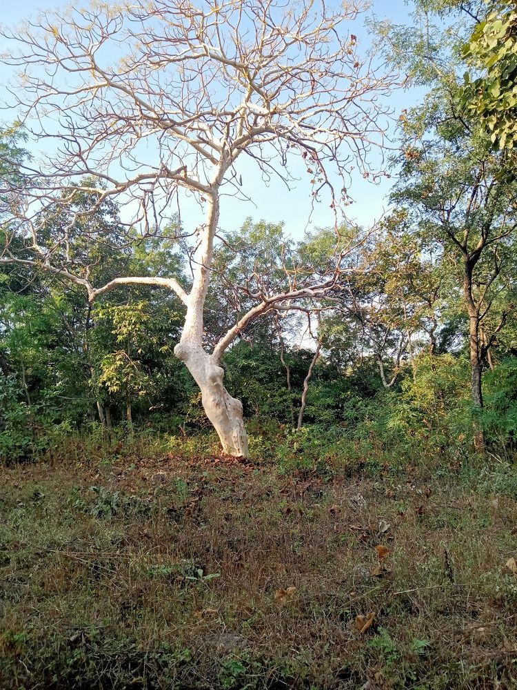 Photo #10098198