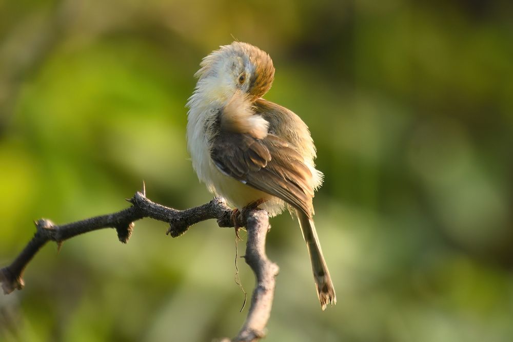 Photograph by Kadhiravan