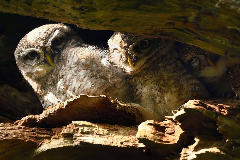 Photograph by Kadhiravan