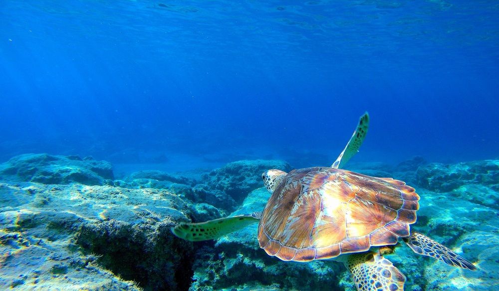 Flying through water