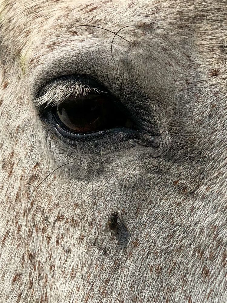 Photograph by Zinaida Sassarini