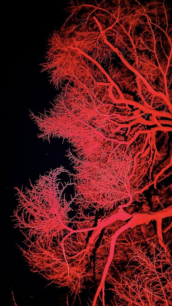 Photograph by Zinaida Sassarini