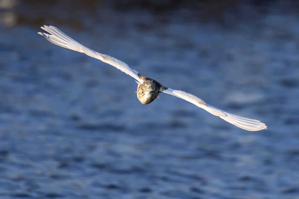 Photograph by Ayman Muhammad Ayman Muhammad Elshahat  Ahmad