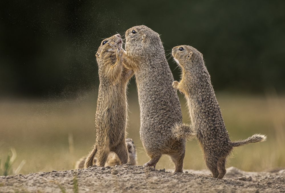 Mom, please don't hurt my brother!