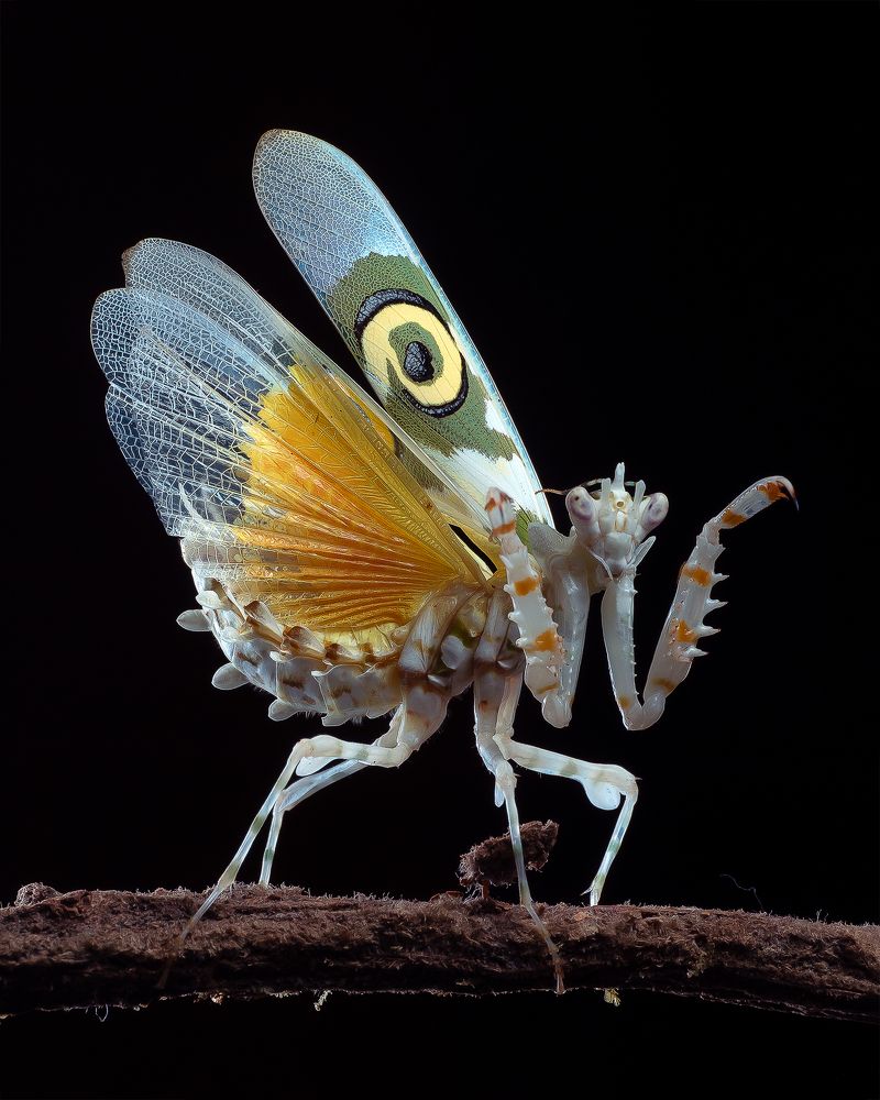 Photograph by Marcus Kam