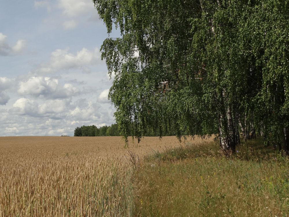 Летний день