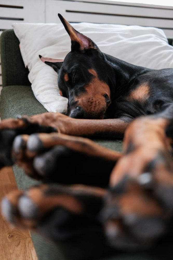 Фотография автора Павел Курицын