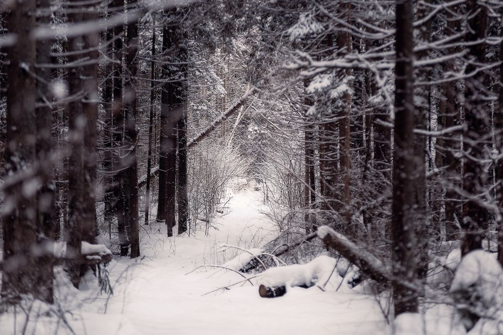 Photograph by Загруев Михаил