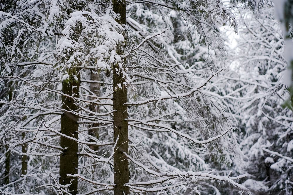 Photograph by Анна Полушина