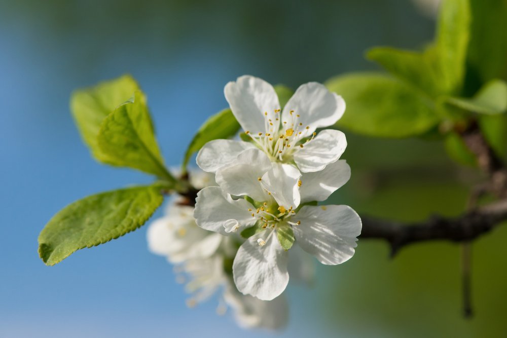 Весны всё нежные картины...