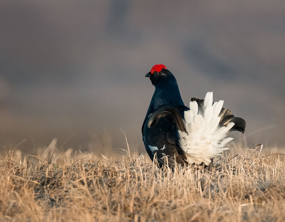 Посмотрите, какой я красавец!