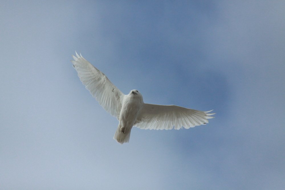 Полярная авиация