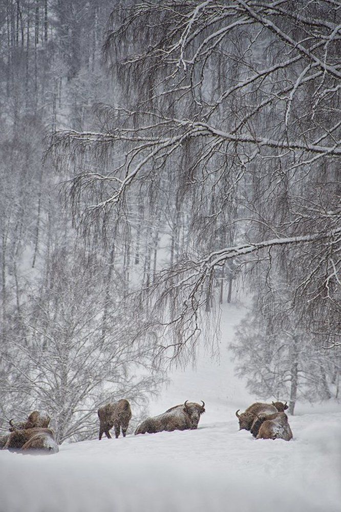 Алтайский Зубрятник