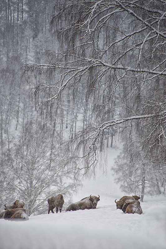 Olesya Philippova, Russia