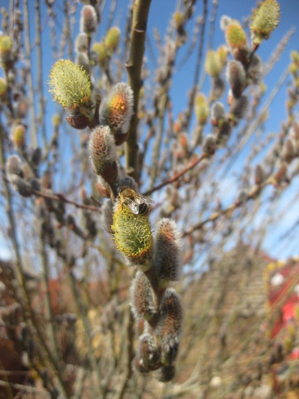 Гульнара, Kyrgyzstan (Kyrgyzstan)